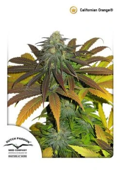 Californian Orange - Feminised - Dutch Passion