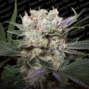 Californian Gold - Feminised - Paradise Seeds -Uitgelichte Plantenzaadwinkel californian gold 1 paradise seeds