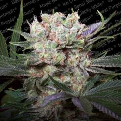 Californian Gold - Feminised - Paradise Seeds