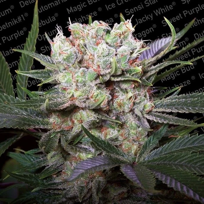 Californian Gold - Feminised - Paradise Seeds 3 Californian Gold - Feminised - Paradise Seeds
