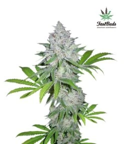 Californian Snow Auto - 5PACK - Feminised - Fast Buds Seeds