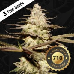 CaliFunk - 5-pack - Feminised - T.H.Seeds