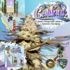 CaliFunk - 5-pack - Feminised - T.H.Seeds -Uitgelichte Plantenzaadwinkel califunk promo 710