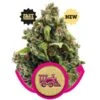 Candy Kush Express (Fast Version) - Feminised - Royal Queen Seeds -Uitgelichte Plantenzaadwinkel candy kush express fast version 1