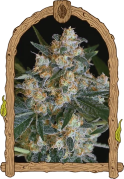 Lemon Candy - 5PACK - Feminised - Exotic Seed