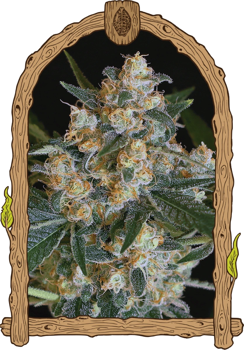 Lemon Candy - 5PACK - Feminised - Exotic Seed 3 Lemon Candy - 5PACK - Feminised - Exotic Seed