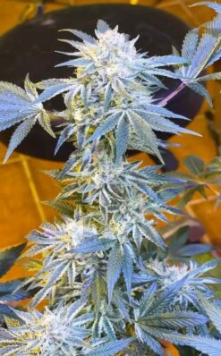 Candy 'n Cream - 6-pack - Feminised - Zmoothiez 7 Candy 'n Cream - 6-pack - Feminised - Zmoothiez -Uitgelichte Plantenzaadwinkel candy n cream zmoothiez feminized cannabis seed candy n cream 1