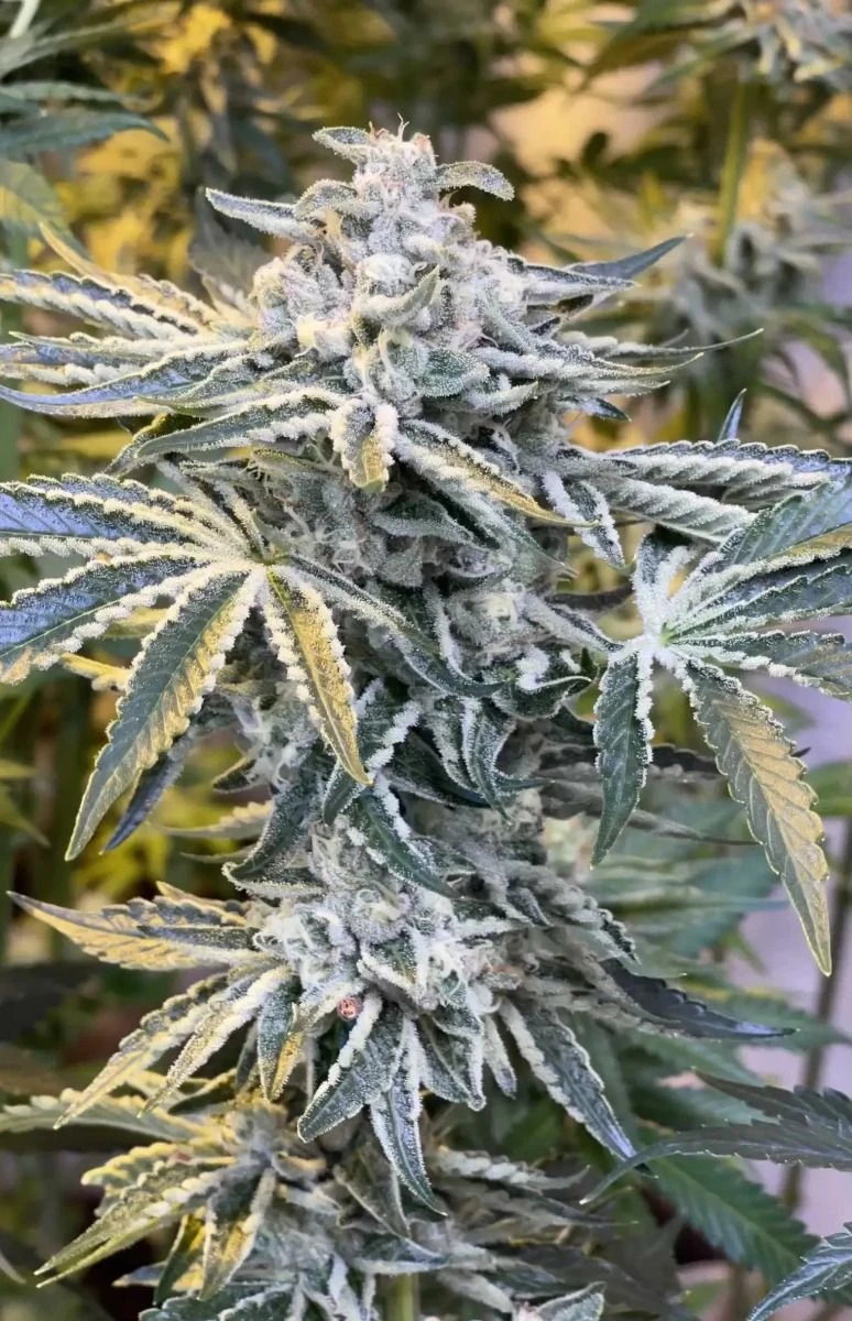 Candy 'n Cream - 6-pack - Feminised - Zmoothiez 3 Candy 'n Cream - 6-pack - Feminised - Zmoothiez