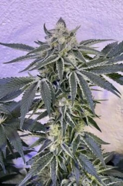 Candy 'n Cream - 6-pack - Feminised - Zmoothiez 8 Candy 'n Cream - 6-pack - Feminised - Zmoothiez -Uitgelichte Plantenzaadwinkel candy n cream zmoothiez feminized cannabis seed candy n cream 3 1300x1963 1