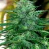 Caribe - 5PACK - Regular - Cannabiogen -Uitgelichte Plantenzaadwinkel cannabiogen caribe regular cannabis seeds