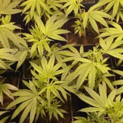 Cannatonic - Regular - Resin Seeds -Uitgelichte Plantenzaadwinkel cannatonic 1