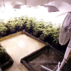 Cannatonic - Regular - Resin Seeds -Uitgelichte Plantenzaadwinkel cannatonic 2