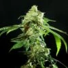 Cannatonic - Feminised - Resin Seeds -Uitgelichte Plantenzaadwinkel cannatonic 3 1
