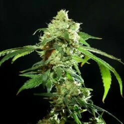 Cannatonic - Feminised - Resin Seeds