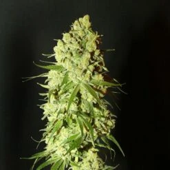 Cannatonic - Regular - Resin Seeds -Uitgelichte Plantenzaadwinkel cannatonic 4 1