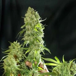 Cannatonic - Feminised - Resin Seeds -Uitgelichte Plantenzaadwinkel cannatonic 5 1