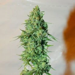 Cannatonic - Regular - Resin Seeds -Uitgelichte Plantenzaadwinkel cannatonic 6