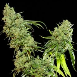 Cannatonic - Feminised - Resin Seeds -Uitgelichte Plantenzaadwinkel cannatonic 7 1