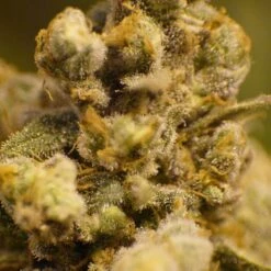 Cannatonic - Regular - Resin Seeds -Uitgelichte Plantenzaadwinkel cannatonic 8