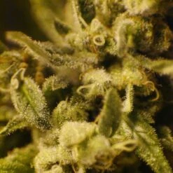 Cannatonic - Feminised - Resin Seeds -Uitgelichte Plantenzaadwinkel cannatonic 9 1