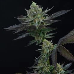 Capri Zun - 6PACK - Feminised - Perfect Tree