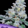 Captain Future - Feminised - Anesia Seeds -Uitgelichte Plantenzaadwinkel captain future anesia seeds 1 1