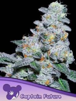 Captain Future - Feminised - Anesia Seeds