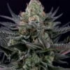 Caramba - Feminised - Paradise Seeds -Uitgelichte Plantenzaadwinkel caramba closup shot 1