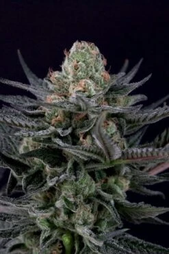 Caramba - Feminised - Paradise Seeds
