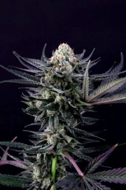 Caramba - Feminised - Paradise Seeds -Uitgelichte Plantenzaadwinkel caramba cola shot 1