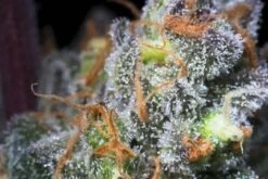 Caramba - Feminised - Paradise Seeds -Uitgelichte Plantenzaadwinkel caramba strain cogollo