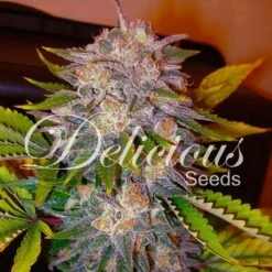Caramelo (early Version) - 5-pack - Feminised - Delicious Seeds
