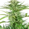 Cashew Kush - 5-pack - Feminised - Sensi Seeds 2 Cashew Kush - 5-pack - Feminised - Sensi Seeds -Uitgelichte Plantenzaadwinkel cashew kush feminized xl