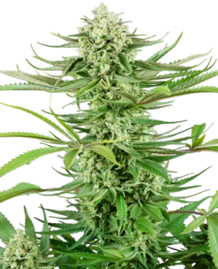 Cashew Kush - 5-pack - Feminised - Sensi Seeds