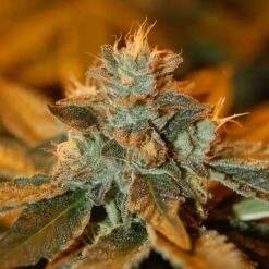 Cataract Kush - Feminised - DNA Genetics