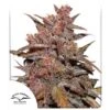 CBD Auto Blackberry Kush - Feminised - Dutch Passion -Uitgelichte Plantenzaadwinkel cbd auto blackberry kush 2