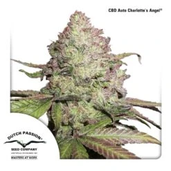 CBD Charlotte's Angel Auto Flowering - Feminised - Dutch Passion