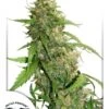 CBD Auto Compassion Lime - Feminised - Dutch Passion -Uitgelichte Plantenzaadwinkel cbd auto compassion lime dutch passion