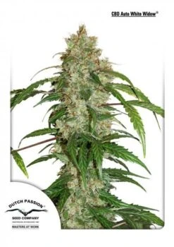 CBD Auto White Widow - Feminised - Dutch Passion
