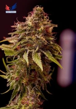 CBD + Caramelice - 5PACK - Feminised - Positronics