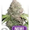 CBD Charlotte's Angel - Feminised - Dutch Passion -Uitgelichte Plantenzaadwinkel cbd charlottes angel amsterdam