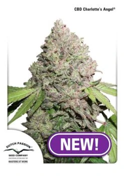 CBD Charlotte's Angel - Feminised - Dutch Passion