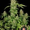 CBD Chronic - 6PACK - Feminised - Serious Seeds -Uitgelichte Plantenzaadwinkel cbd chronic pic 03 final 1