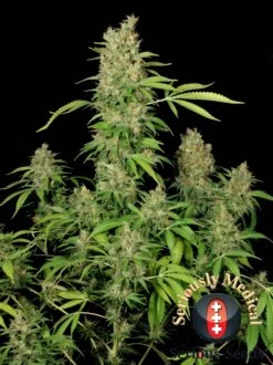 CBD Chronic - 6PACK - Feminised - Serious Seeds