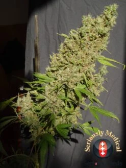 CBD Chronic - 6PACK - Feminised - Serious Seeds -Uitgelichte Plantenzaadwinkel cbd chronic pic 04 final 1