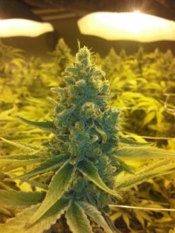 CBD MediHaze - 5PACK - Feminised - CBD Crew -Uitgelichte Plantenzaadwinkel cbd crew medi haze big bud