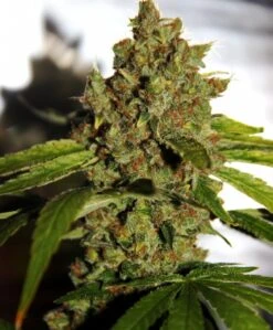 PH - 5PACK Regular - Regular - CBD Crew -Uitgelichte Plantenzaadwinkel cbd crew ph regular 5