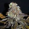 CBD Critical Mass - Feminised - CBD Crew -Uitgelichte Plantenzaadwinkel cbd critical mass asc