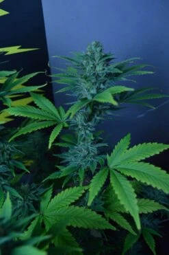 Divine - 5PACK Regular - Regular - CBD Crew -Uitgelichte Plantenzaadwinkel cbd divine 2