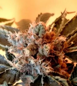 Divine - 5PACK Regular - Regular - CBD Crew -Uitgelichte Plantenzaadwinkel cbd divine 6